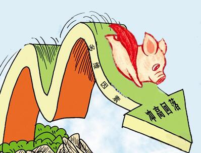 大猪尚未消耗完毕 猪价还将保持偏弱运行