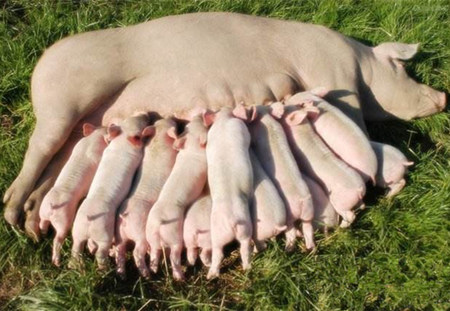 解决初产母猪咬仔猪的六大方法！