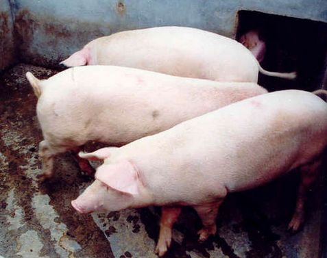 系统后备猪的管理是猪场成功的关键