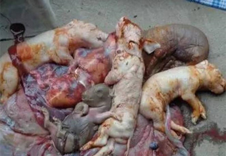 母猪产死胎的罪魁祸首有哪些？