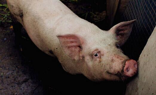 规模化猪场粪污处理与资源化如何利用？专家告诉你！
