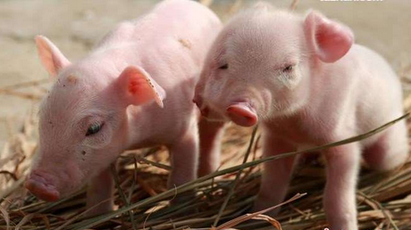 省疫控中心完成2017年湖北省第十七届种猪拍卖健康监测