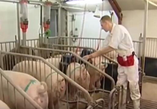 看看国外是怎么机械化养猪的，这种养猪方式太方便了！