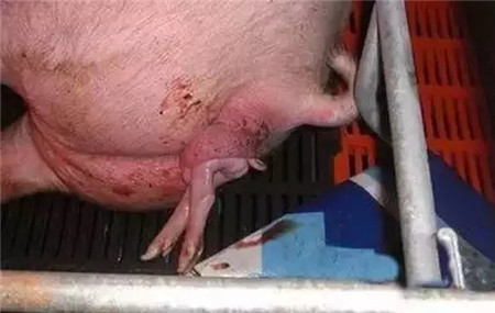如何确保母猪顺产,需要注意哪些?