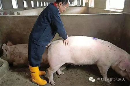 四图四表教会你如何鉴定母猪发情