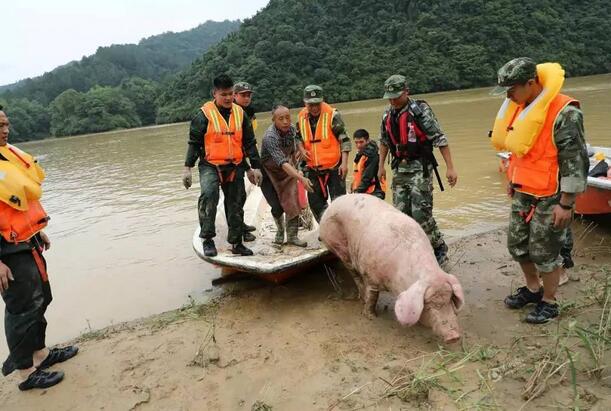 6月26日，江西省修水县义宁镇安坪村，正在此执行搜寻任务的九江消防支队官兵接到梁荣成老人求助，在一处湿滑狭窄的河边，发现了自己家里的一头300斤重的母猪。