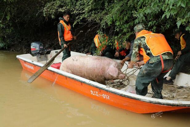 26日上午，消防官兵利用冲锋舟，和老人一起将母猪送回了家。