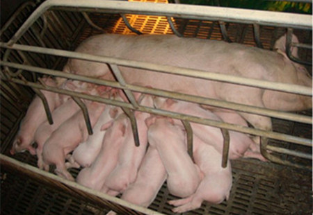 养猪技术：母猪批次生产的妙处，可实现五大好处！
