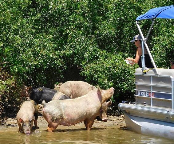 该组织的主任科斯顿说，这些猪的健康状况不太好，受到了虐待，但该地区的居民不同意，并将他们的行为称为盗窃。几名船员一直在养猪，他们在岛上说，这些动物真的是“自由的”。四年前，几头猪被带到斯托克顿附近的岛上，帮助清理陆地上的植被。几年后，猪在这个小岛上的生活状况如何，这是一个争论的话题。