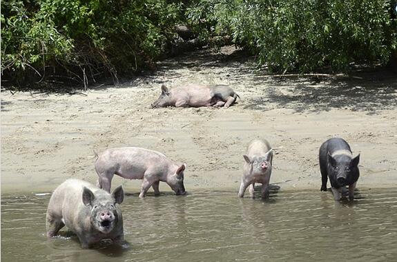 动物保护组织偷猪，声称猪受到了虐待