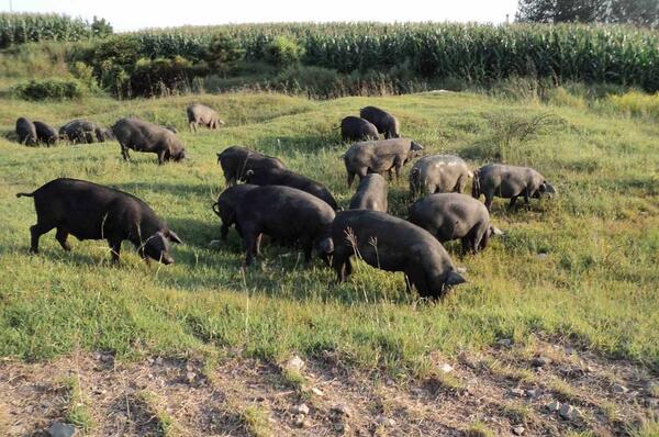 养殖这种猪，好多猪农盖起了新房！