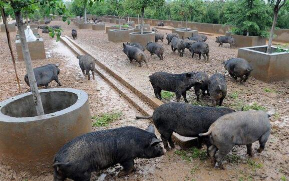野猪一般每天固定时间只喂养一次，相对于毛猪每天喂养三次，饲料投入成本较少。