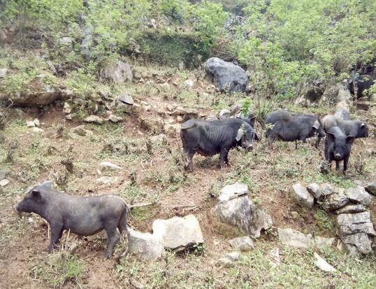 野猪养殖场大部分都是靠山而建的，对于一天只喂养一次的野猪来说，山上的野植物就是丰富的粮食储备库，野猪在山上觅食总能吃到新鲜的食物。
