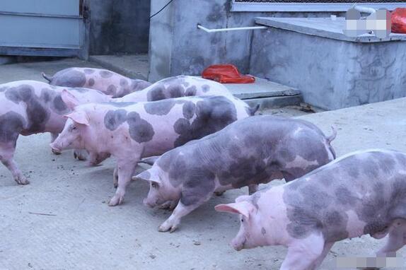 引入种猪后如何进行饲养管理 提高种猪品质方法介绍