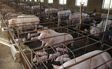 全国猪价涨跌风向标：四川成为养猪业猪价的副班长