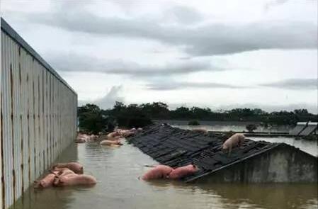部分猪成功登上屋顶躲避洪水