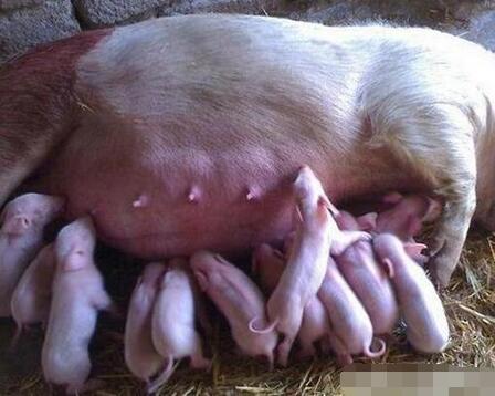 为什么产后母猪不吃料，也许是你这点没有做到！