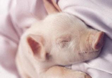 如何缩短母猪产程，防治难产措施全套