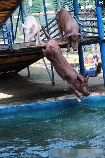 这头猪跳水姿势优美。看来，只要持之以恒，运动就会有效果。你看，这头猪是肌肉型哦。