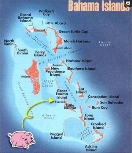 这些猪的来历据说是水手将吃剩下的猪留在了这个岛上，然后繁衍生息，成为岛上的常住居民！