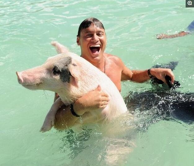 游客抱着猪晒日光浴。