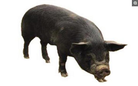 北京黑猪-杂交猪，中国自主培育的猪种。发源于京郊各国营猪场，其血统源自亚、欧、美三大洲的诸多品种，特点为成年体重为两百至两百五十公斤，体长一百四十五至一百六十五厘米。其育成技术一九八二年通过国家农业部鉴定并获部级技术进步一等奖，北京科技成果一等奖。