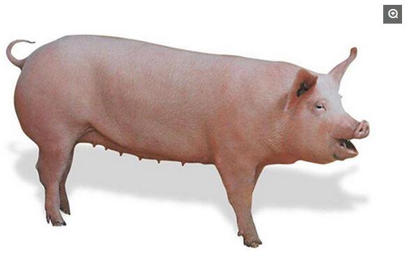 杜洛克猪-产于美国，于19世纪60年代在美国东北部由美国纽约红毛杜洛克猪、新泽西州的泽西红毛猪以及康乃狄格州的红毛巴克夏猪育成的。特点是体质结实，生活力强，放牧性好，生长快，瘦肉多。
