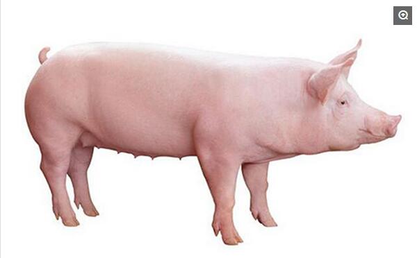 长白猪原名“兰德瑞斯猪”，世界上优秀的腌肉型猪种，原产丹麦，由当地猪与大约克夏猪杂交育成。特点是全身白色，头狭长，背腰长，胸腰椎有22个以上，肋骨16对，后躯发达，大腿丰满，四肢高，皮薄，瘦肉多。