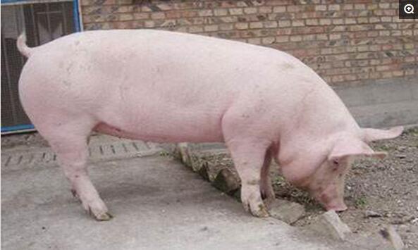 斯格猪是专门化品系杂交育成的超级瘦肉型猪,目前主要分布在湖北、江苏、广西、广东、 福建、贵州、北京、辽宁和黑龙江等省市区。特点是生长发育极快，外貌相似于长白猪，其后腿和臀部十分发达，四肢比长白 猪粗短，嘴筒亦比长白猪短。