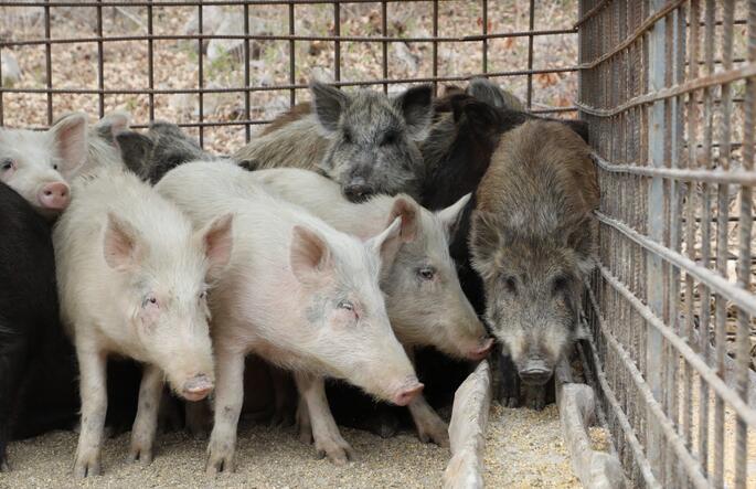 2017年4月12日，辽宁丹东，野猪与家猪交配，生出来的小猪不像猪，当地人称其为”四不像“。