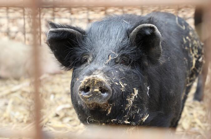 杂交出生的小黑猪，长得不像家猪，也不像野猪，猪也很悲伤。