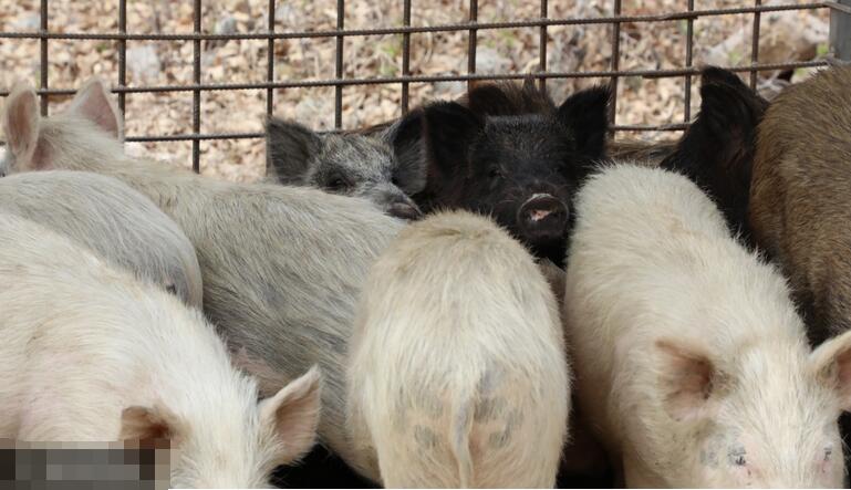一群“四不像”猪住在铁笼子里。