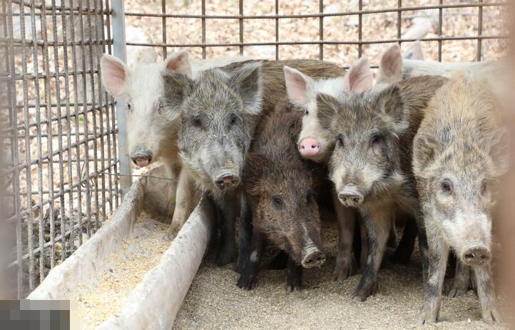 杂交猪具有家猪与野猪的特点，比家猪凶猛，却又不完全具备野猪的特点。
