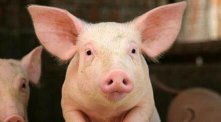 养猪场疫病侵扰该怎样应对?