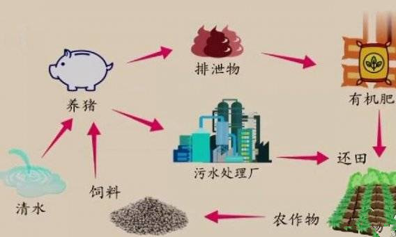 這才是養豬的終極模式，不照做的養豬場(chǎng)可能會(huì )倒閉！