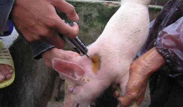 小猪生病了比任何人都着急，着急着给小猪打针治疗，而这个打针也不是每个养猪户都会做的，这其中的门道也需要学习。