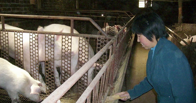 给猪群喂料，有时候自己饿着也不能让猪群饿着，就算是过春节，还得在猪舍里忙活。