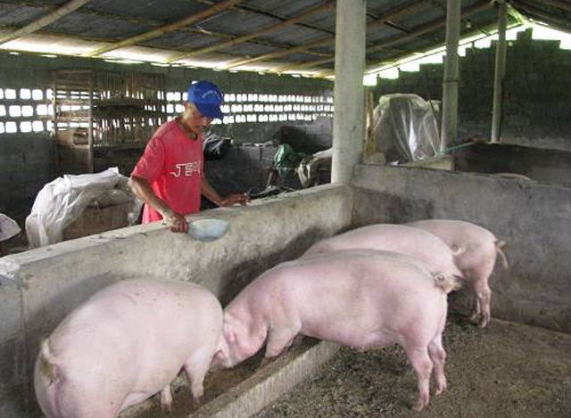 现在夏天过去了还好，遇到盛夏为了提高猪群的采食量，很多养猪户半夜就起来给猪喂猪。
