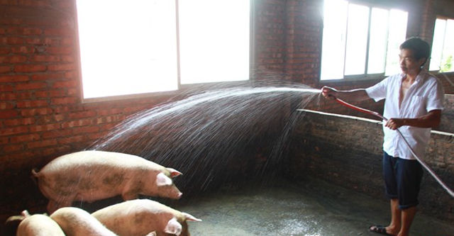 像这样给猪群洗澡也是常有的事，水温和水速得调节好。过后还得想办法把猪舍烘干，防止猪群感冒。