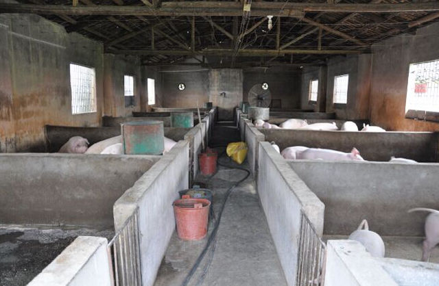 猪舍里日常设施的维护，猪群的管理，养猪的辛苦估计只有养过猪的人才理解。不过据说今年猪价不错，所以辛苦也算有了回报，今年养猪户肯定赚钱不少。