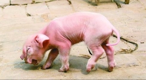 畸形猪通常是由纯种直接交配产生的后代，如锁肛、疝气和多趾等都属于畸形范畴。