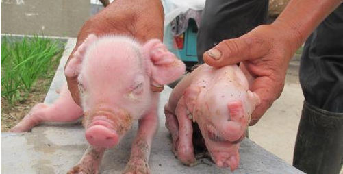 畸形猪和正常猪的对比图。