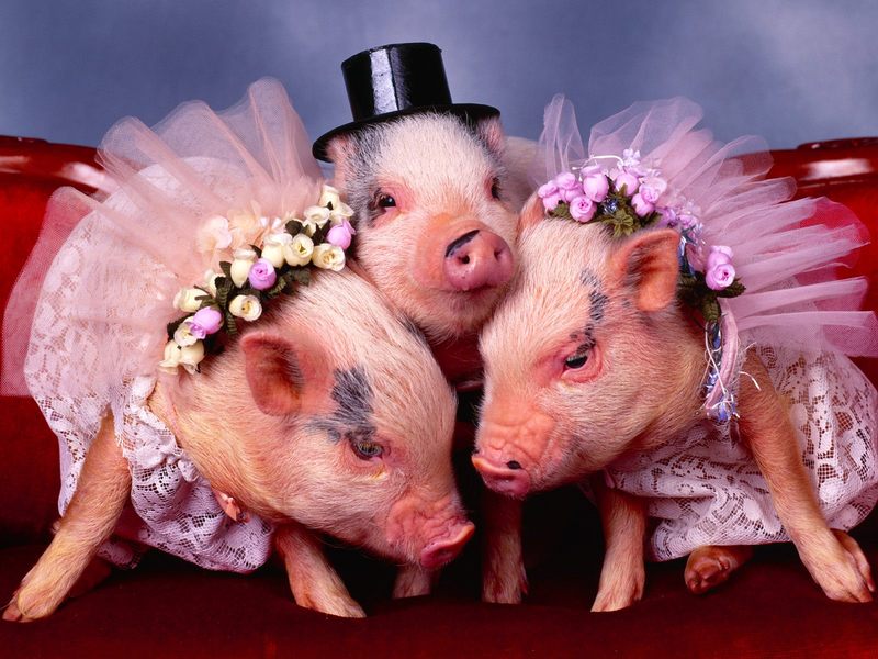 猪，相信大家都不陌生吧，每个脑海中都有一个对猪的映像，这类猪你肯定没见过，它们有的戴的帽子，有的在弹小提琴，有的在打架，真的是可爱极了。