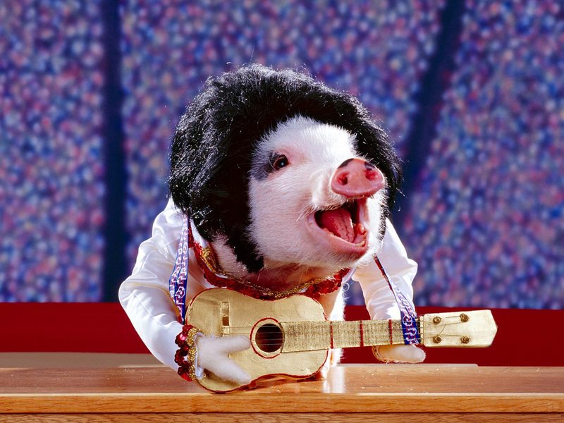 猪，相信大家都不陌生吧，每个脑海中都有一个对猪的映像，这类猪你肯定没见过，它们有的戴的帽子，有的在弹小提琴，有的在打架，真的是可爱极了。