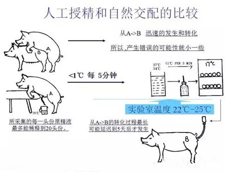 猪人工授精的常识,你知道多少?