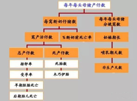 这些可以增加母猪窝产仔数的方式,你get到几个?