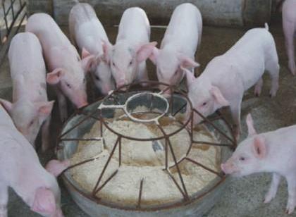 三伏天期间饲料如何调配，养猪人需注意