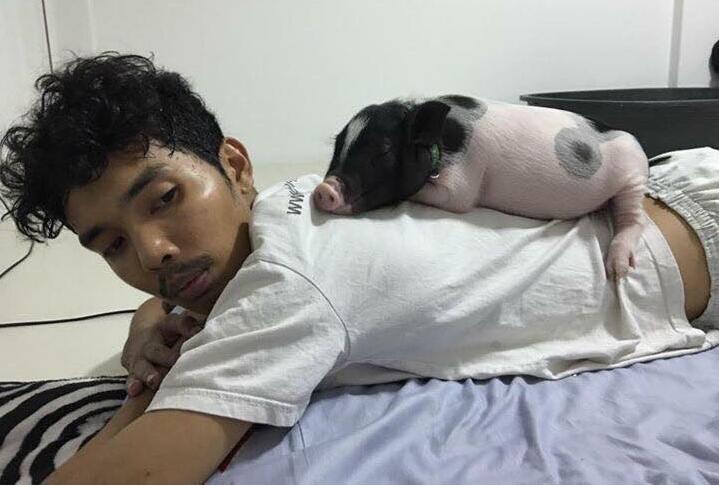 镜头下：一头猪与一名小伙的恩爱日常