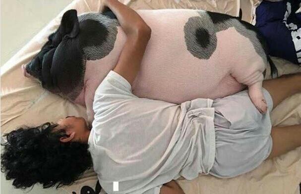 泰国的一名小伙，当初只是想买一只小香猪做宠物，店家当时坚称这是一只长不大的小香猪，当初买的时候只有6斤重，在男子精心照料了10个月后，这头猪果然还是长成了200斤的大胖猪。