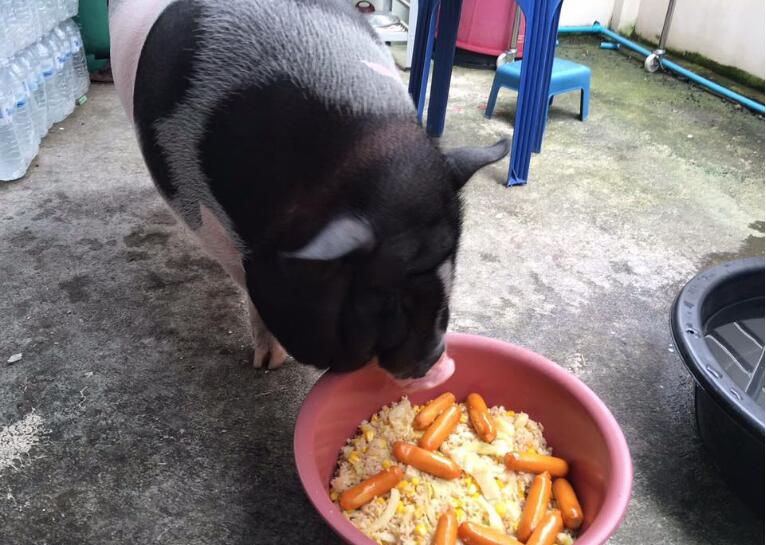这头猪的日常伙食都非常好，主人都是变着花样给它准备食物。